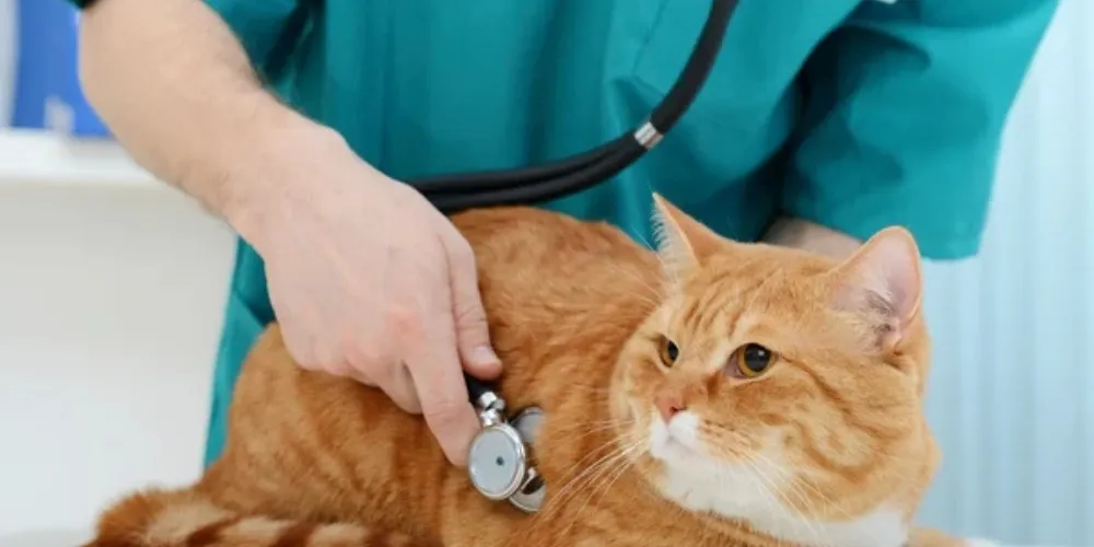 Rule Out Medical Issues