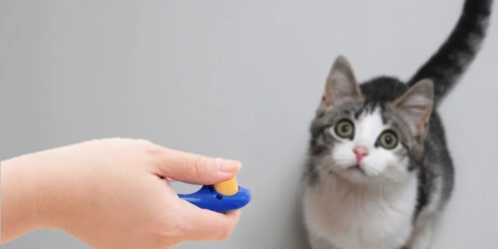 Use Playtime as Positive Reinforcement