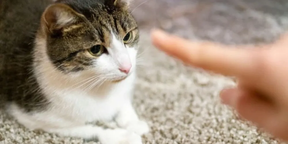 What Can You Do To Stop Cats From Pooping On Carpets