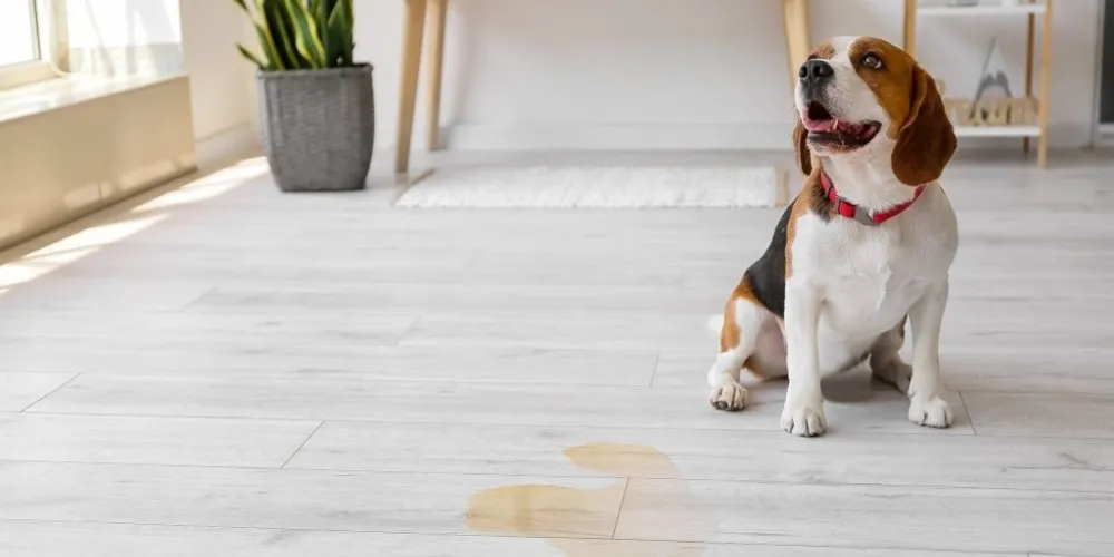 Common Mistakes to Avoid